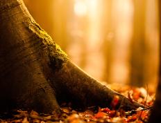 开云下载-打破王朝！新疆逆袭的终极密码，当布克成为冠军拼图